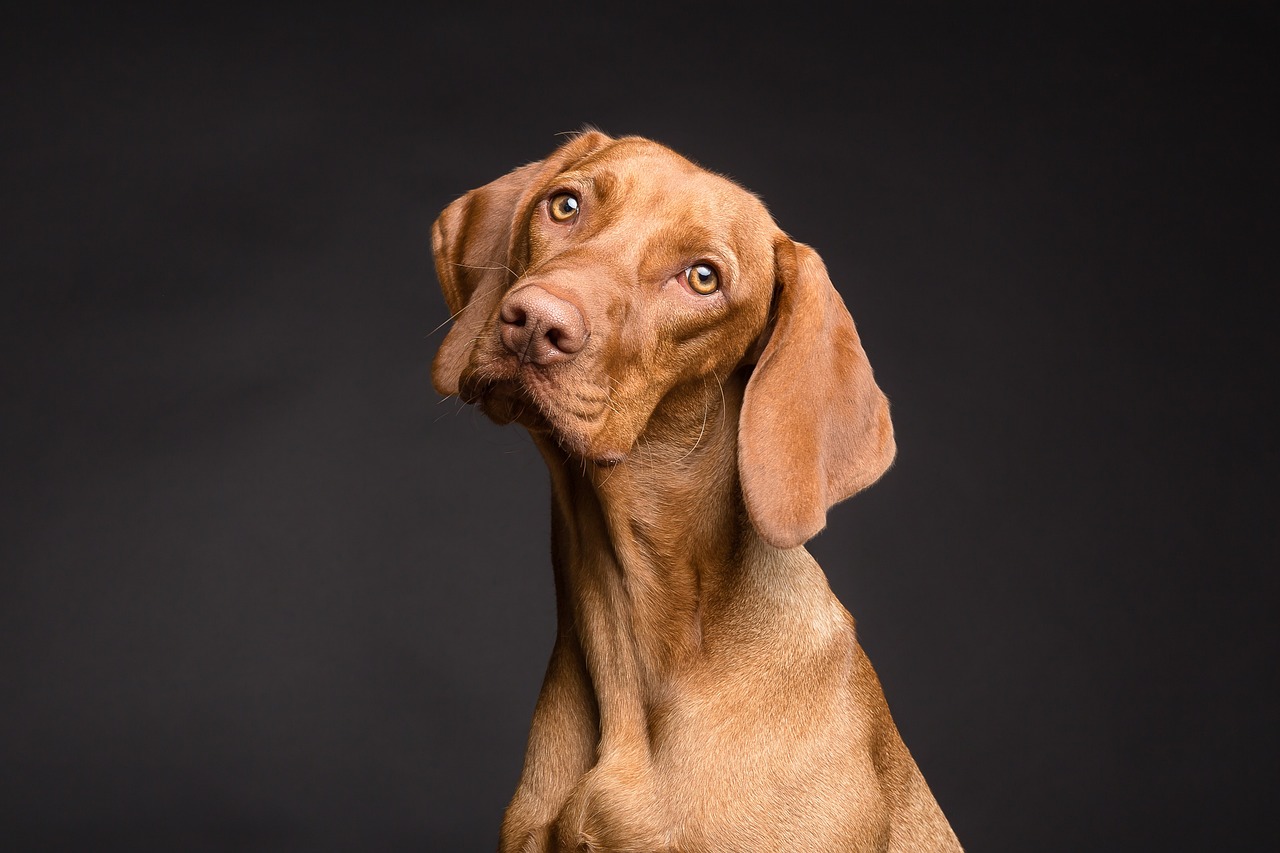 A Viscla looking right at the camera during a nice photo shoot