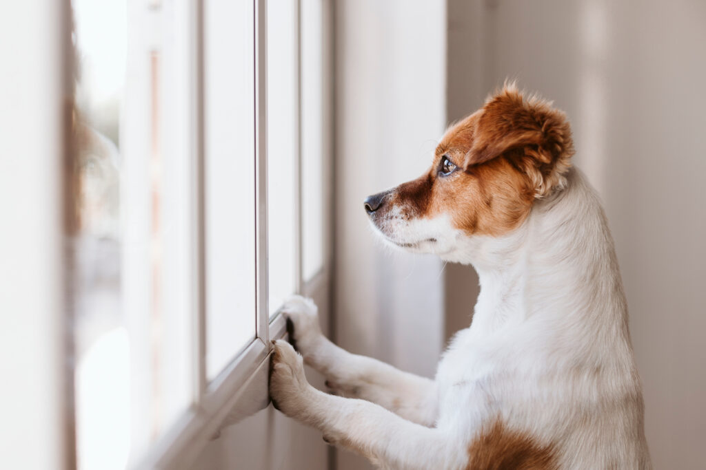 dog looks out window 1024x683 1