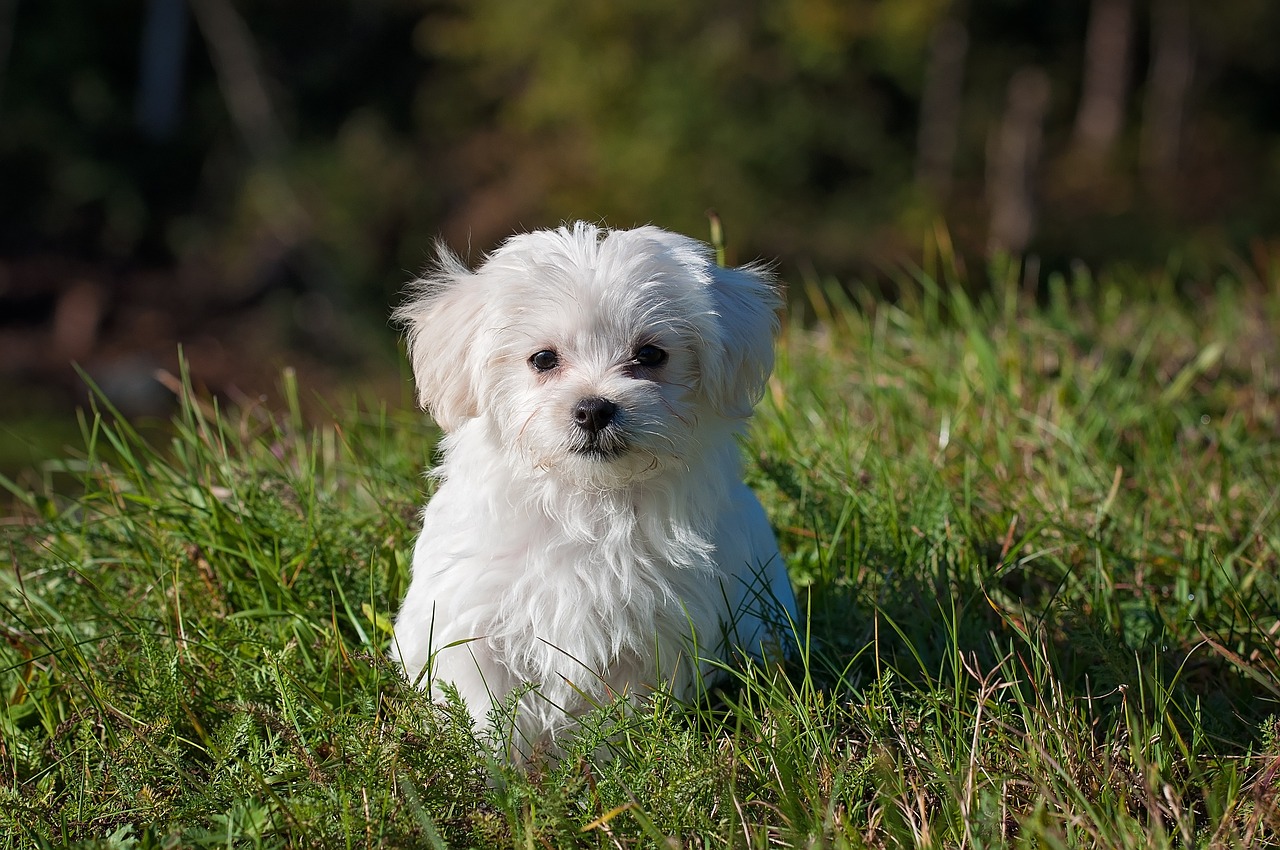 A White Maltese puppy sitting the grass