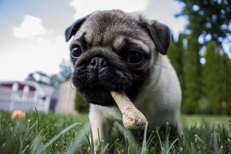 A Pug with a MilkBone in his mouth playing in the backyard