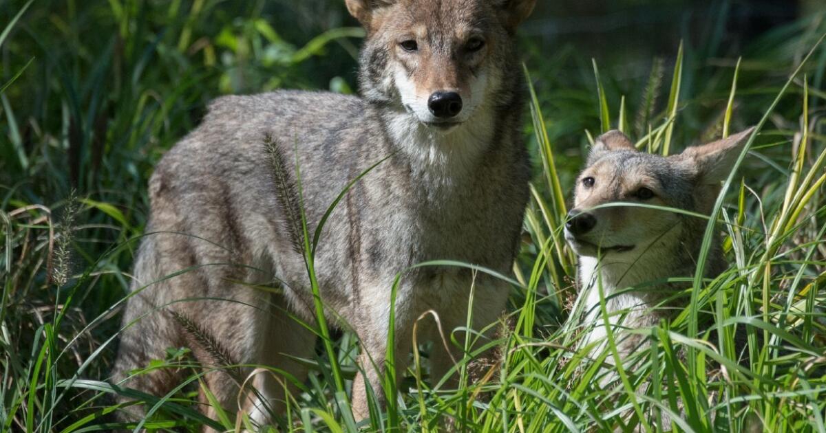 Home 34 wp header logo 313