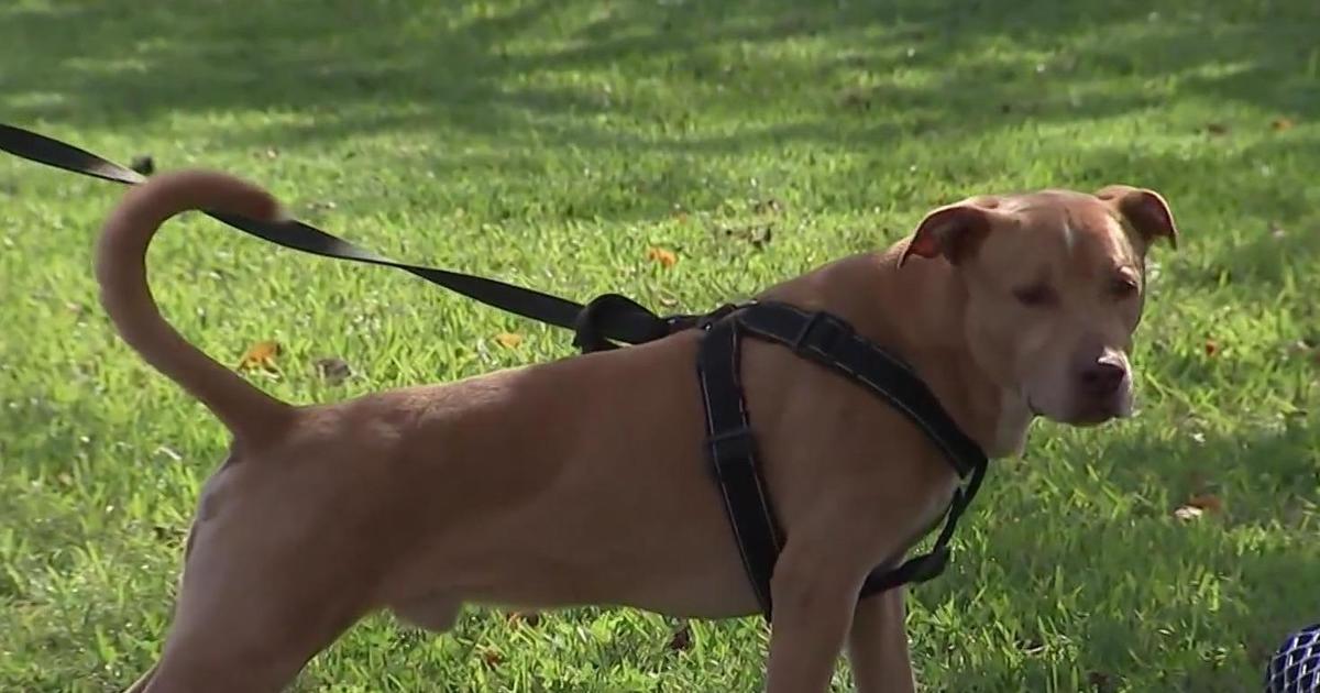 Home 34 wp header logo 505