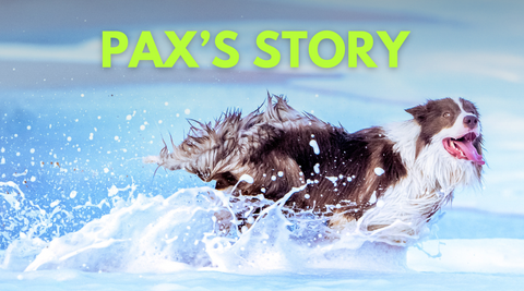 Pax s Story Hormone