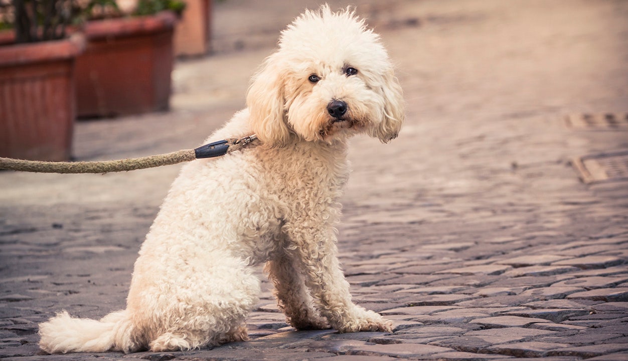 Home 34 wp header logo 13