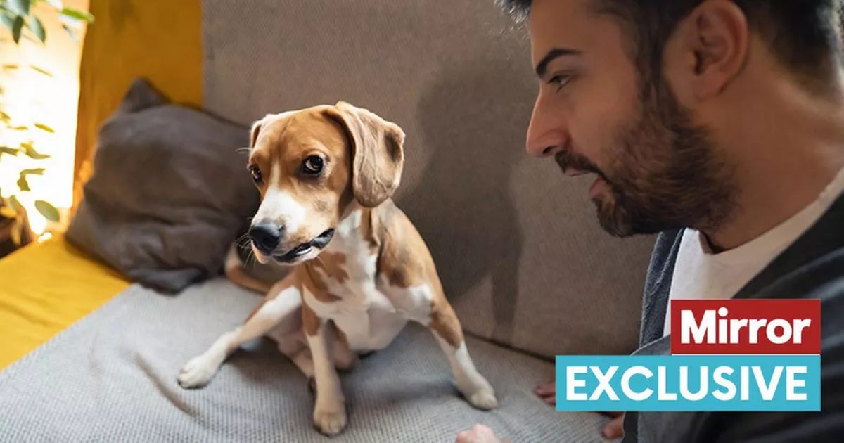 Home 46 wp header logo 571