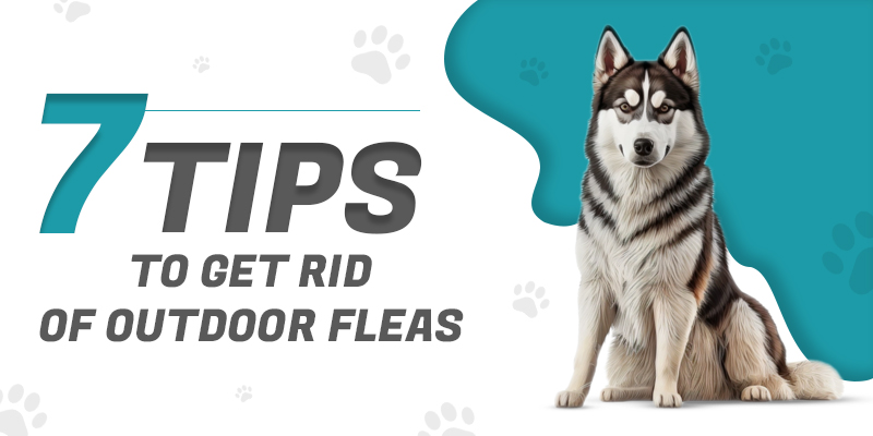 CVC Blog Tips for Outdoor Flea Control 01