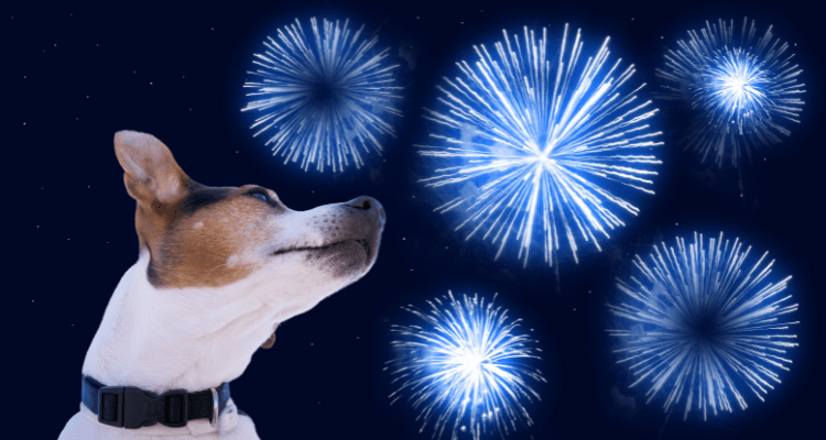 Keep Your Dog Calm During Fireworks