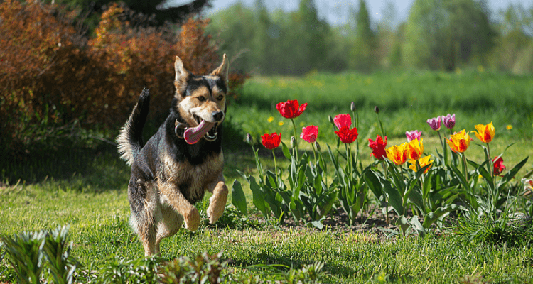 Create a Dog Friendly Garden