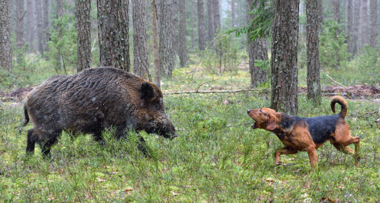 Guard Your Dogs Against Wild Animals