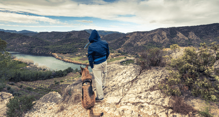 Best Dog Breeds for Travelling