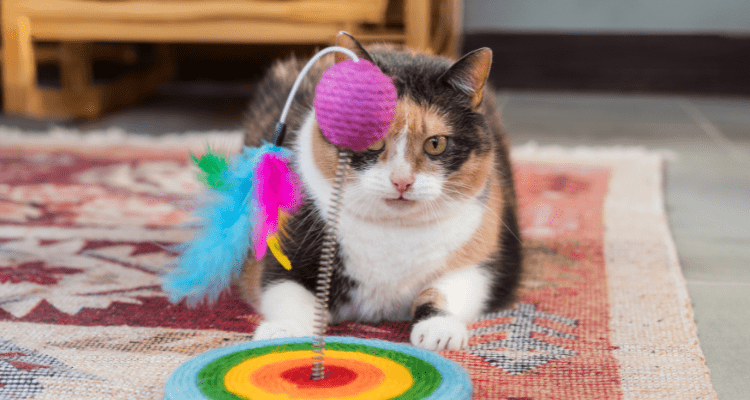 Cat Playing with Toys 1