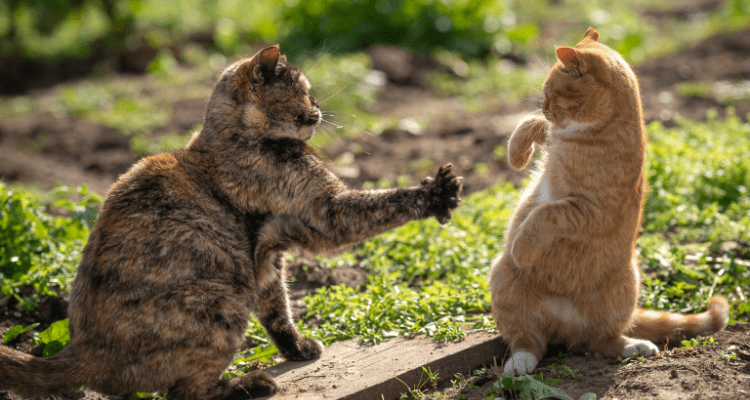 Fighting Cats