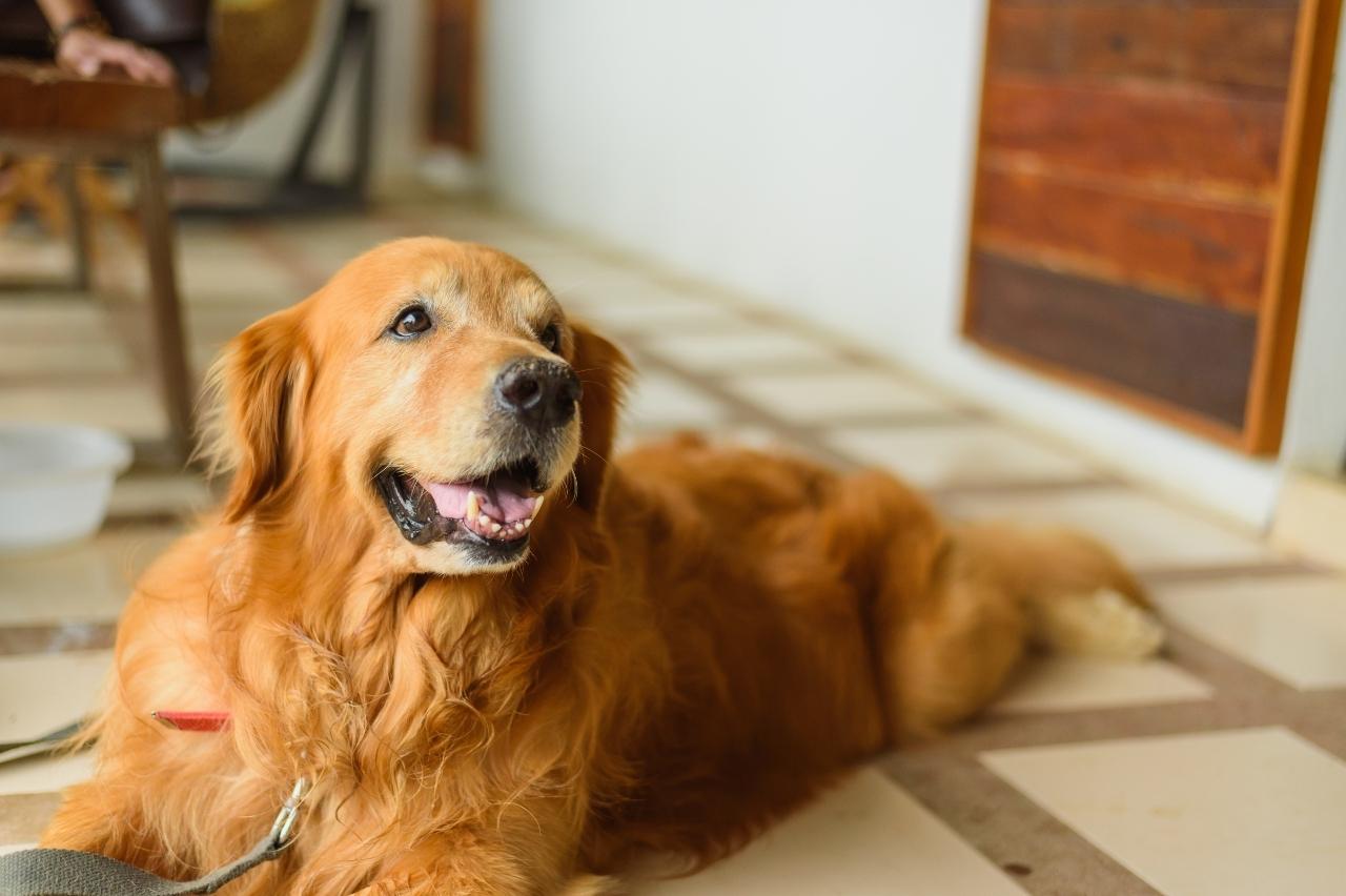 best dog foods for golden retrievers