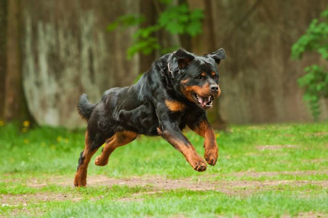 Rottweiler Article4