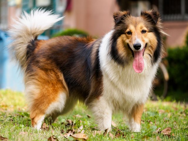 Sheltie Article2