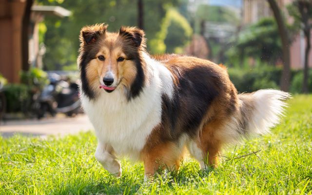 Sheltie Article3