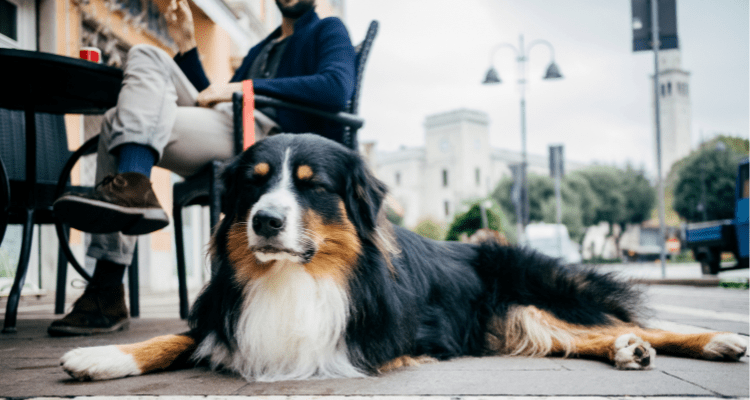 Train Your Dogs to Keep Calm in Public