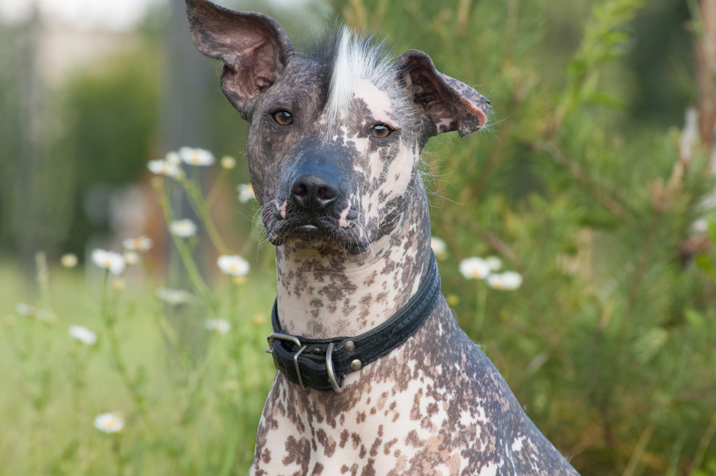 Xoloitzcuintli2 1400x930 2