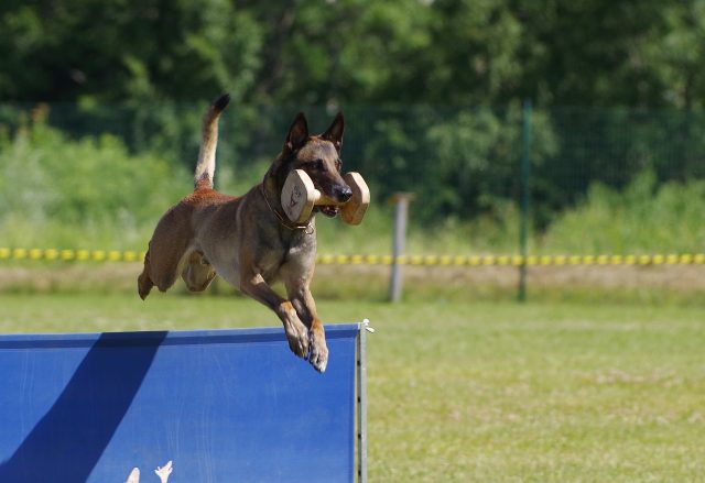 belgian shepherd malinois 2546725 1280 2 e1717388152945