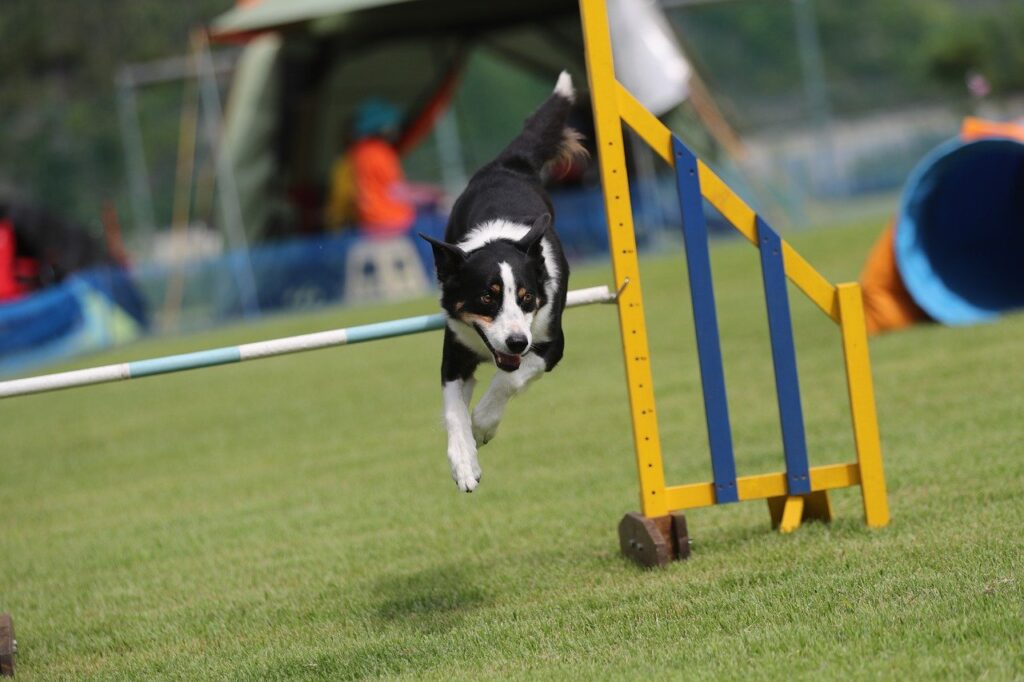 border collie 7985285 1280