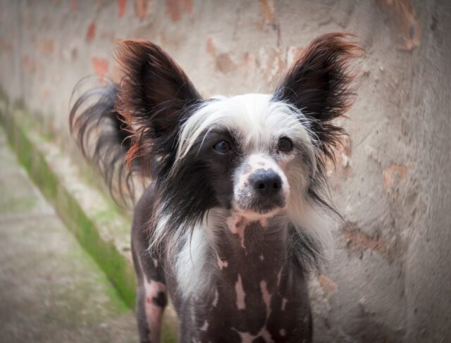 chinese crested puppy 3799578 1280 1 e1721981353970 1