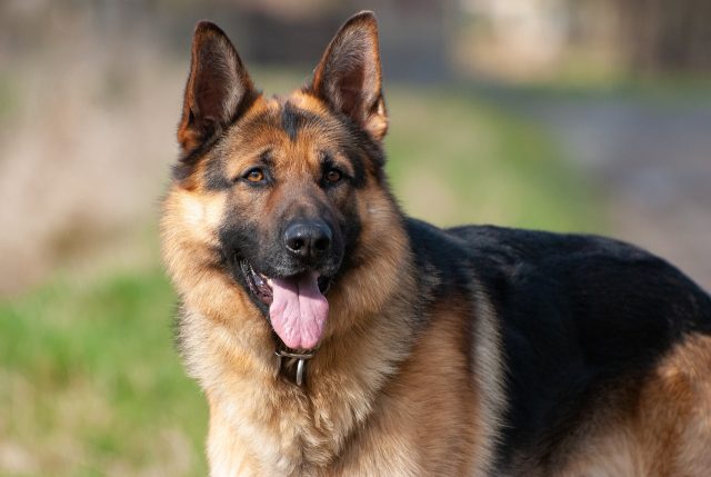 german shepherd dog 6235368 1280 1 1 e1717591426990