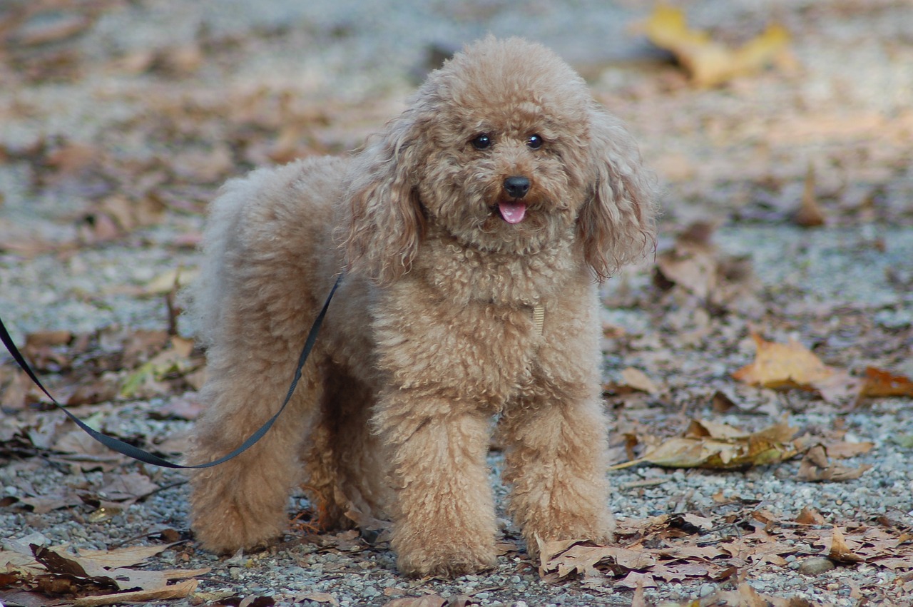 poodle 4661816 1280