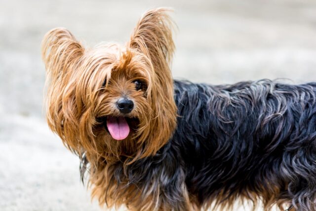 yorkshire terrier 361704 1280 1 e1721209052165