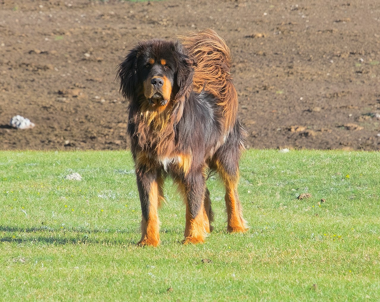 1280px Tibetan Mastiff Тибетский Мастиф 02