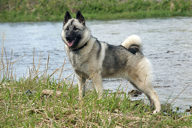 640px Norwegian Elkhound 1