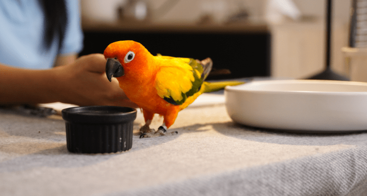 7 Must Have Pet Bird Accessories