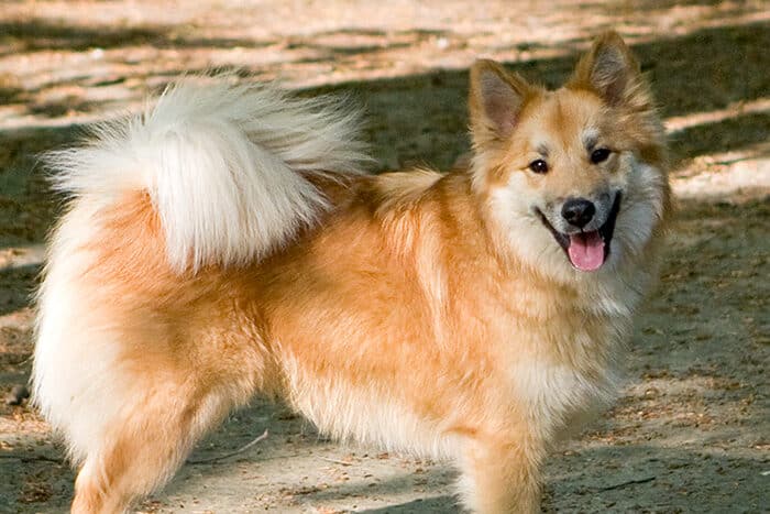 9 Icelandic Sheepdog Alisa von Lehenberg edited