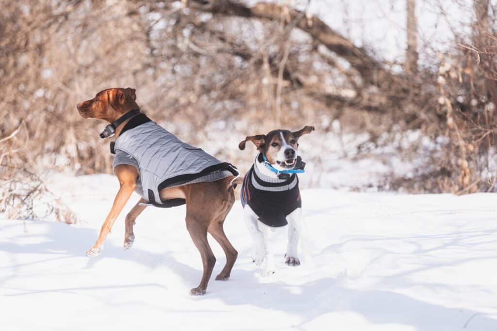 A Hungarian Vizsla and a Treeing Walker Coonhound running and playing in a snowy forest