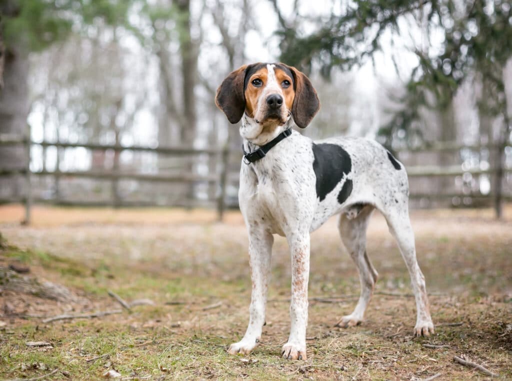 A Treeing Walker Coonhound dog outdoors 1024x763 1