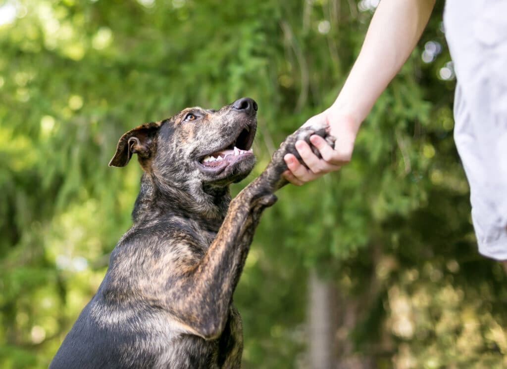 A brindle mixed breed dog offering its paw to a person 