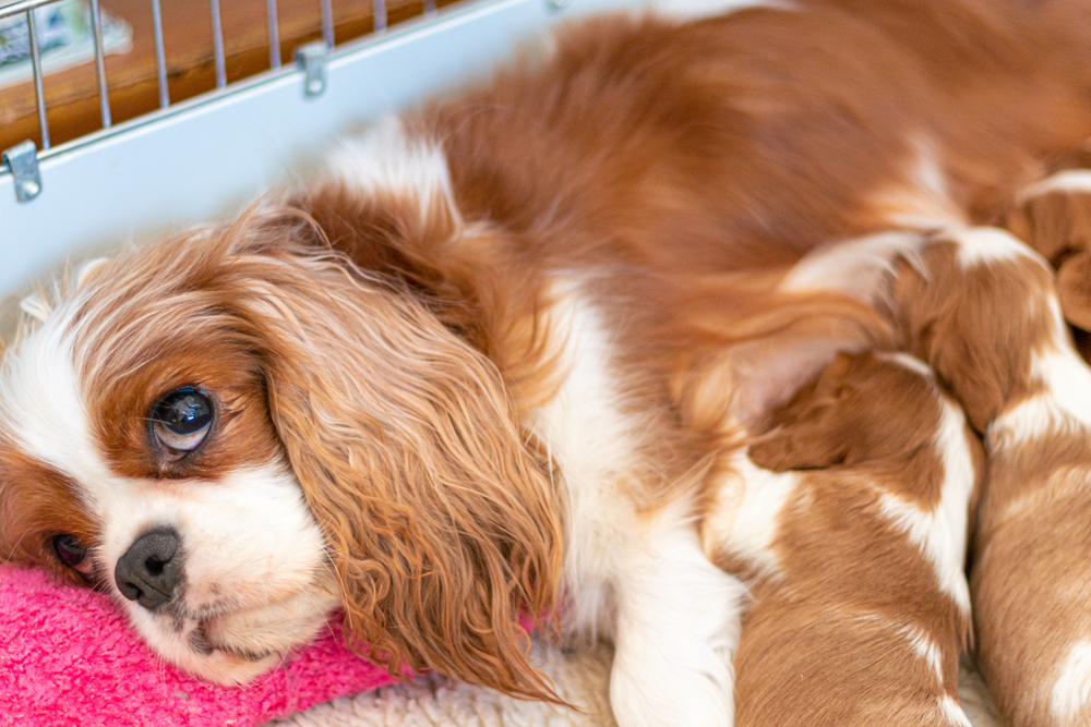 A-female-Cavalier-King-Charles-Spaniel-lies-in-a-dog-bed-nursing-her-newborn-puppies