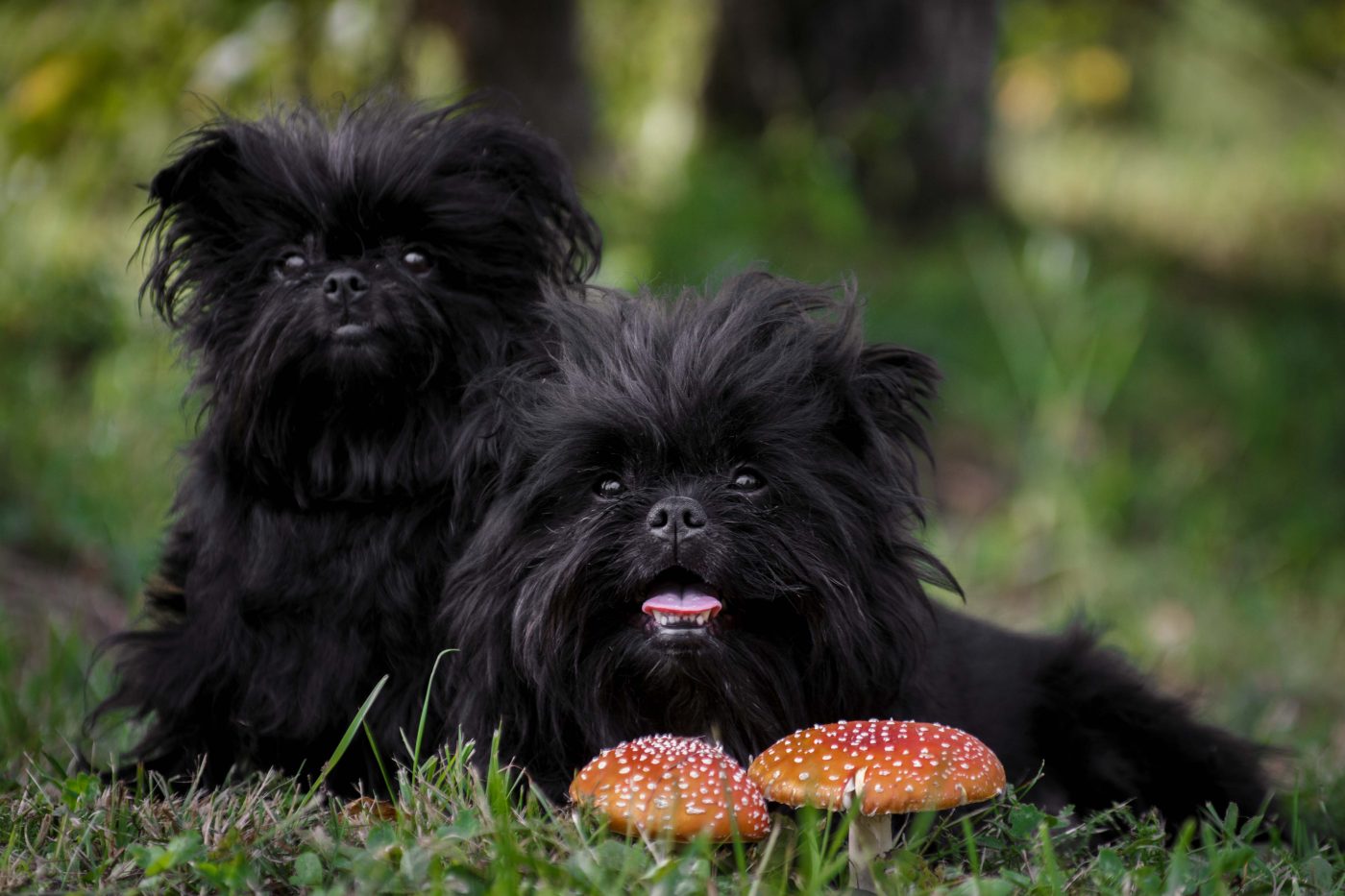 Affenpinscher3 1400x933 1