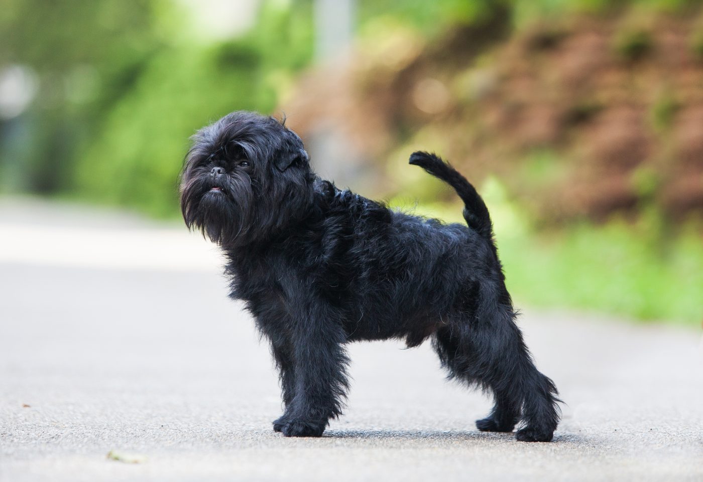 Affenpinscher5 1400x961 1