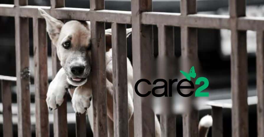 Over 100 Dogs Were Found in Appalling Conditions