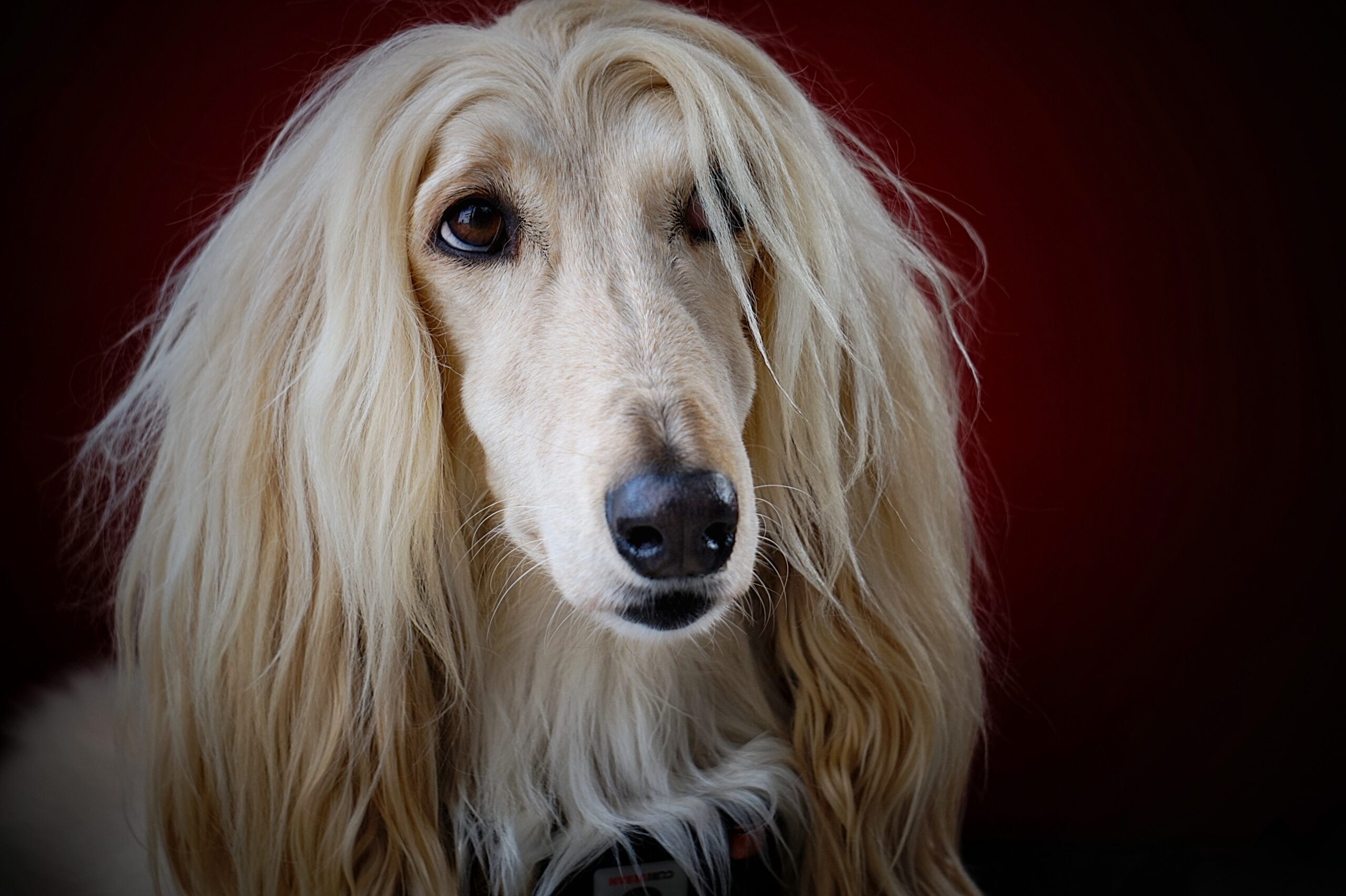 Afghan Hound scaled