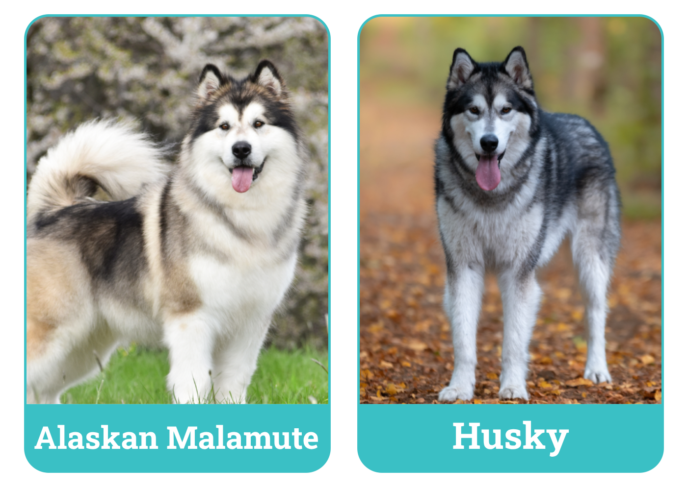 Alaskan Malamute vs Husky_Side_by_side