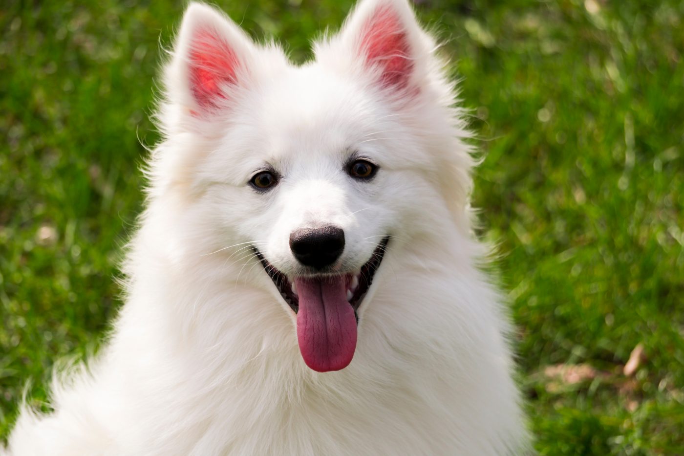 American Eskimo Dog featured 1400x933 1