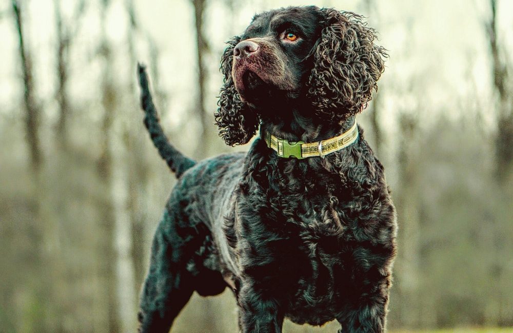 American Water Spaniel