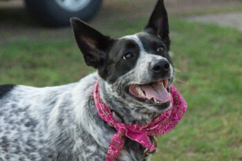 Australian Cattle Dog 15 350x233 1