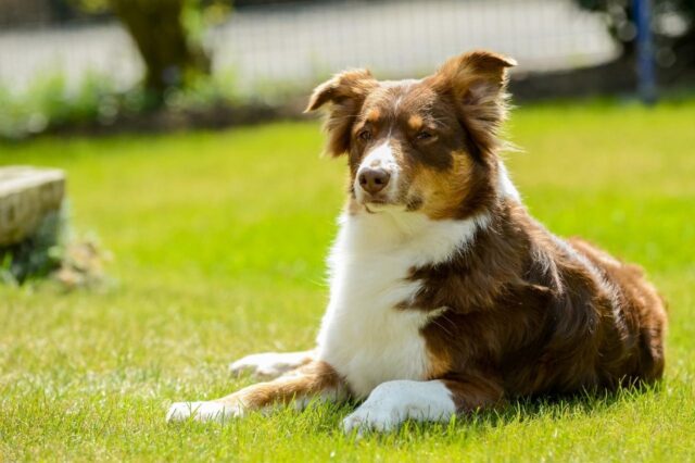 Best dehydrated dog foods for Australian Shepherds