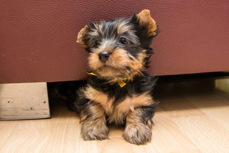 Australian Silky Terrier puppy peeking out of a hole under the seat