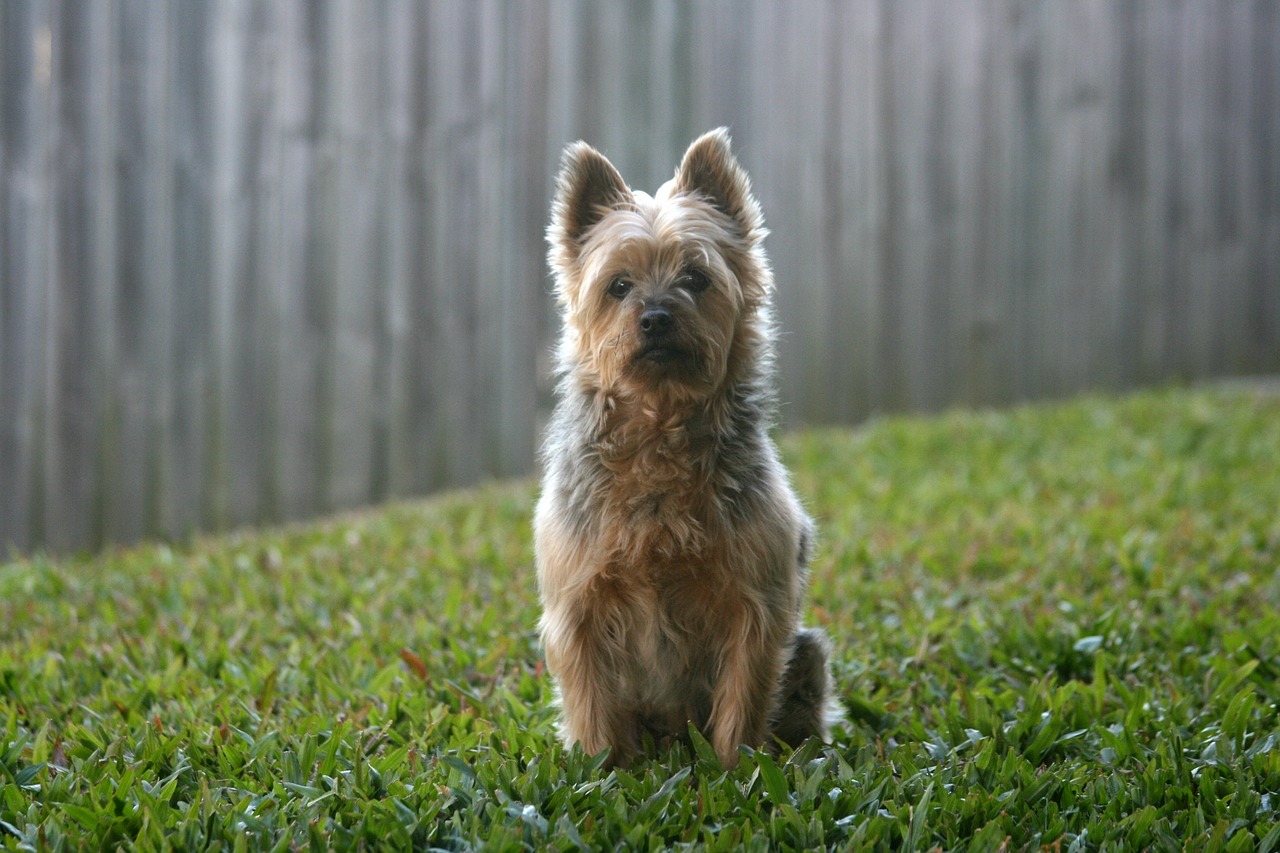 Australian Silky Terrier