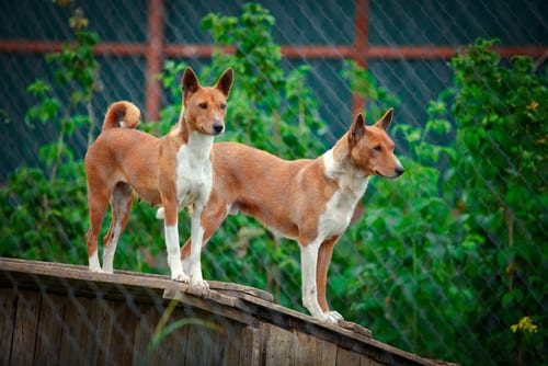 Basenji Modern 1