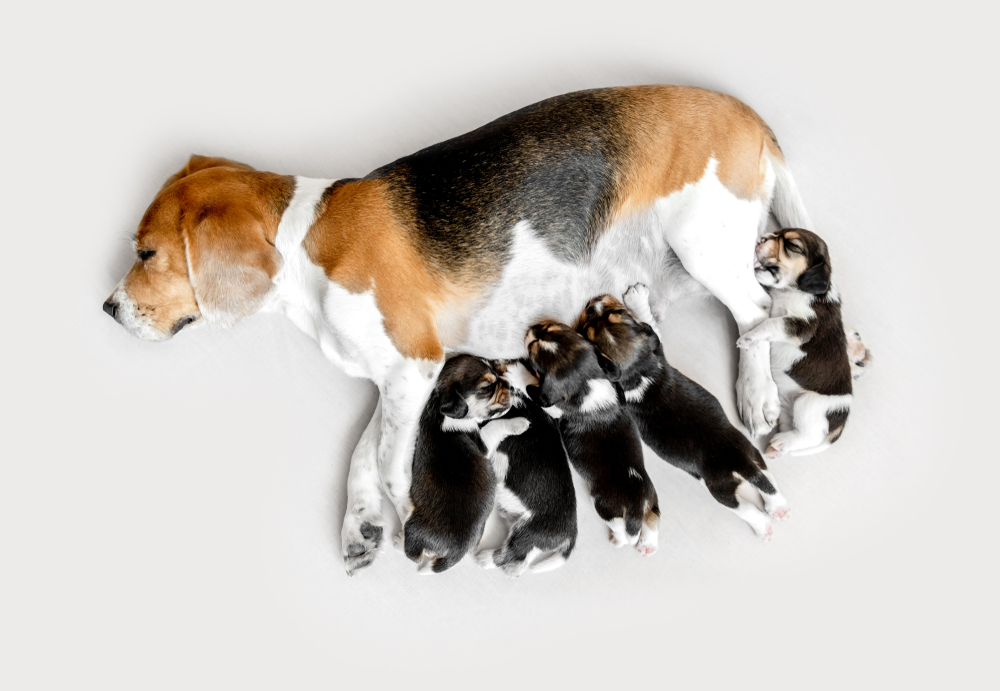 Beagle mom dog lying breastfeeding her beagle puppies