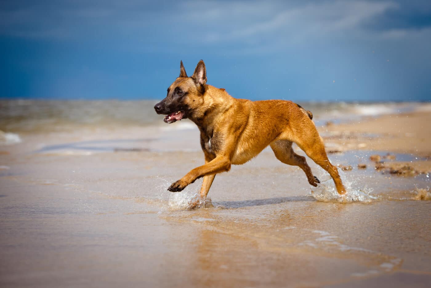 Belgian Malinois beach 1400x934 1